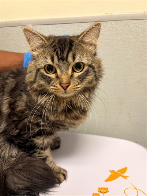 DAVID MEOWIE - Domestic Medium Hair available for adoption