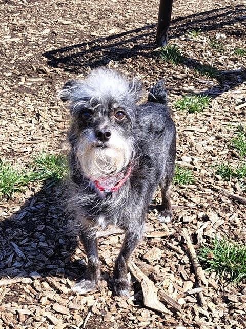 WINFIELD - Chihuahua / Rat Terrier available for adoption