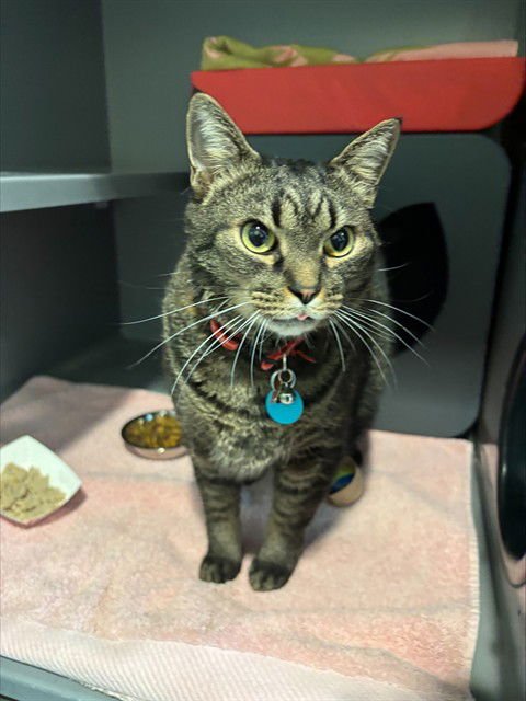 BEAR CLAW - Domestic Short Hair available for adoption