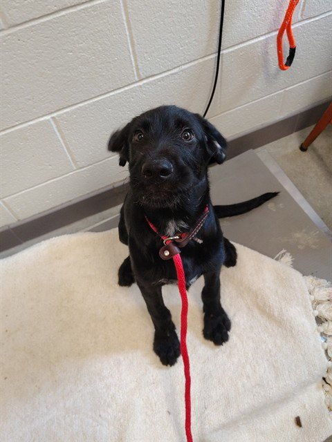 BUZZY - Labrador Retriever available for adoption