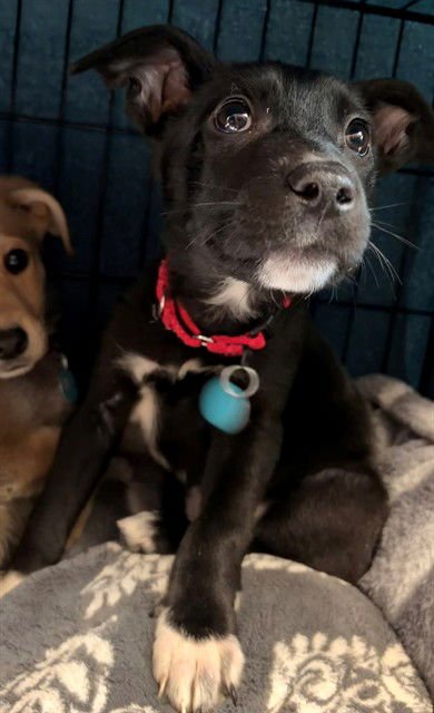 AMANDA - Labrador Retriever available for adoption