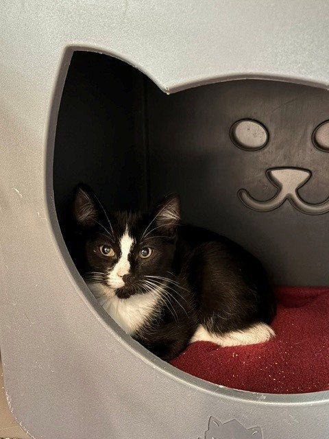 CRAB RANGOON - Domestic Short Hair available for adoption