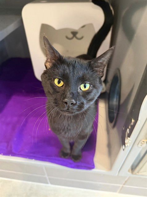 CANBY - Domestic Short Hair available for adoption