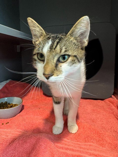 HOWLER - Domestic Short Hair available for adoption