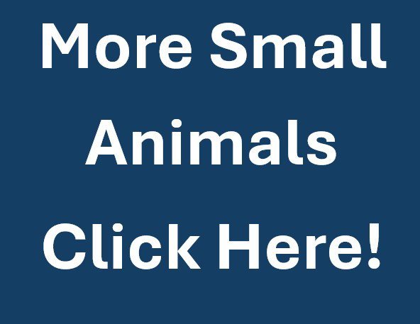 MORE SMALL ANIMALS Image
