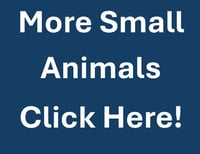 MORE SMALL ANIMALS - Photo 1