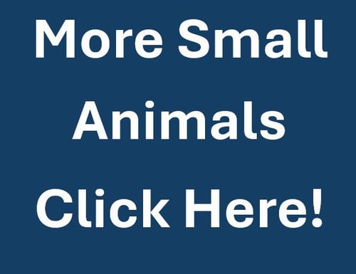 MORE SMALL ANIMALS - Netherland Dwarf available for adoption