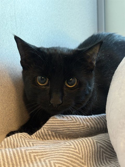 BOOBOO - Domestic Short Hair available for adoption