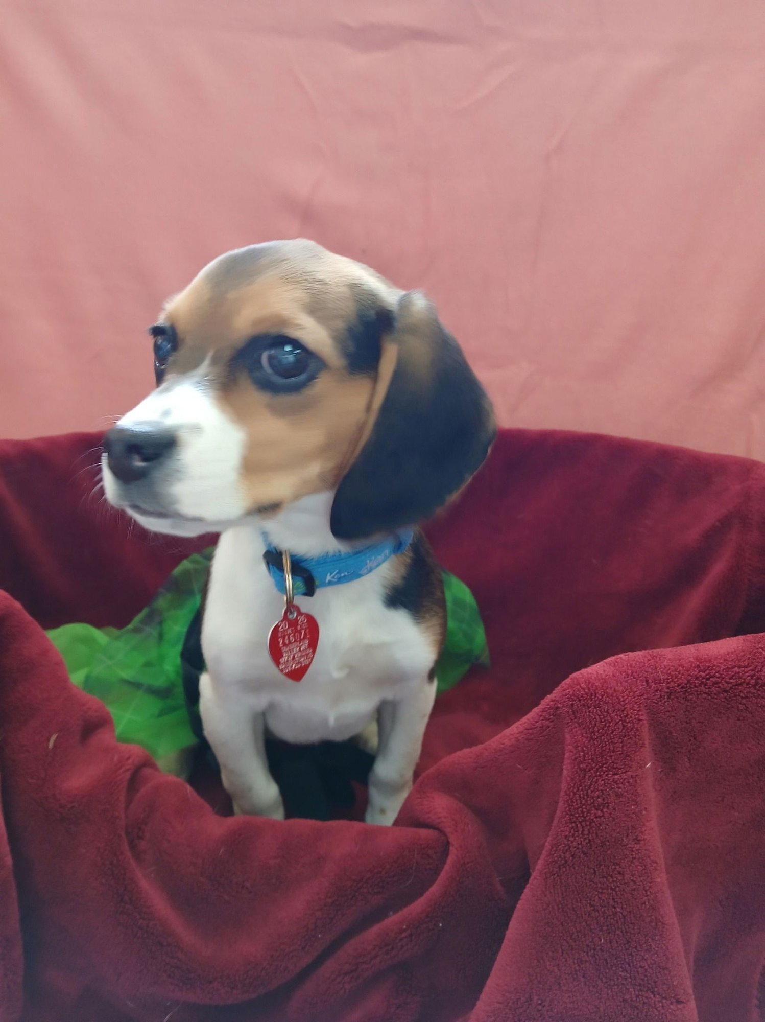 ANNIE - Beagle available for adoption
