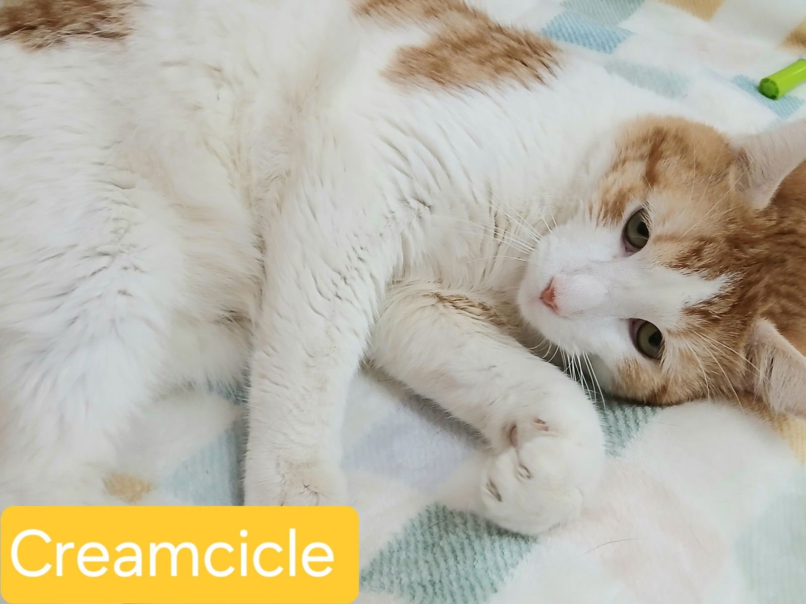 CREAMSICLE - Tabby available for adoption