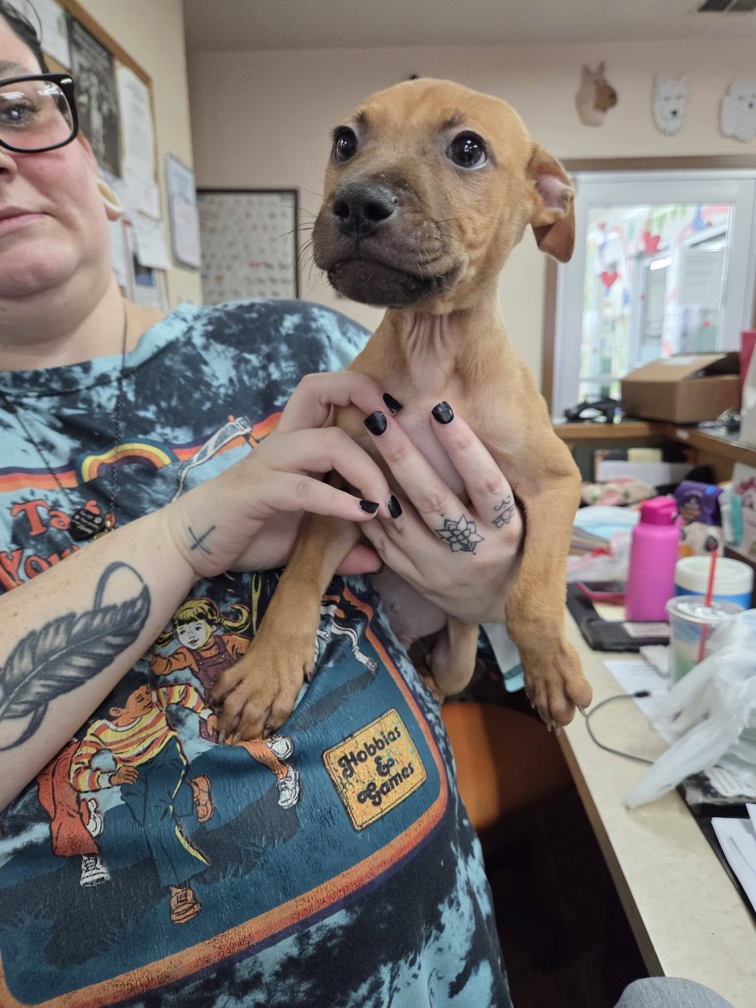 DOC AND SLEEPY - Pit Bull Terrier available for adoption