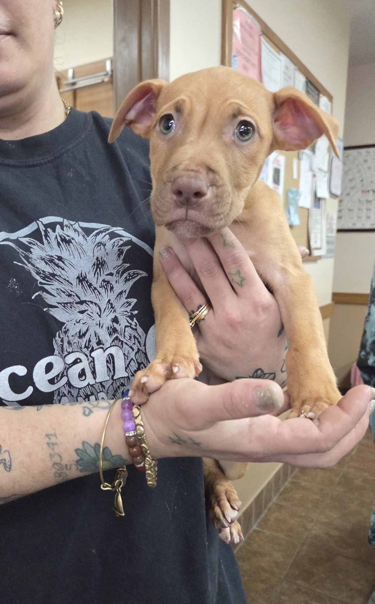 DOC AND SLEEPY - Pit Bull Terrier available for adoption