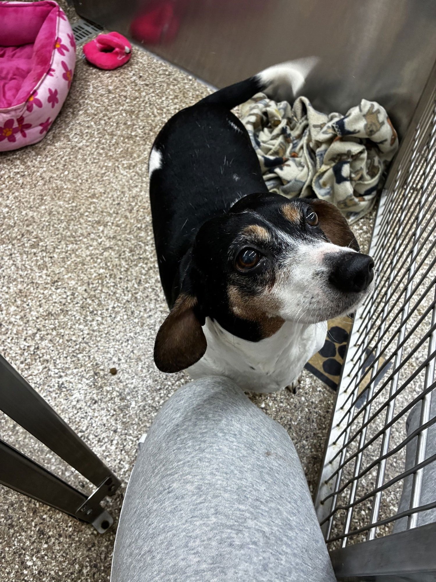 BONNIE - Beagle available for adoption