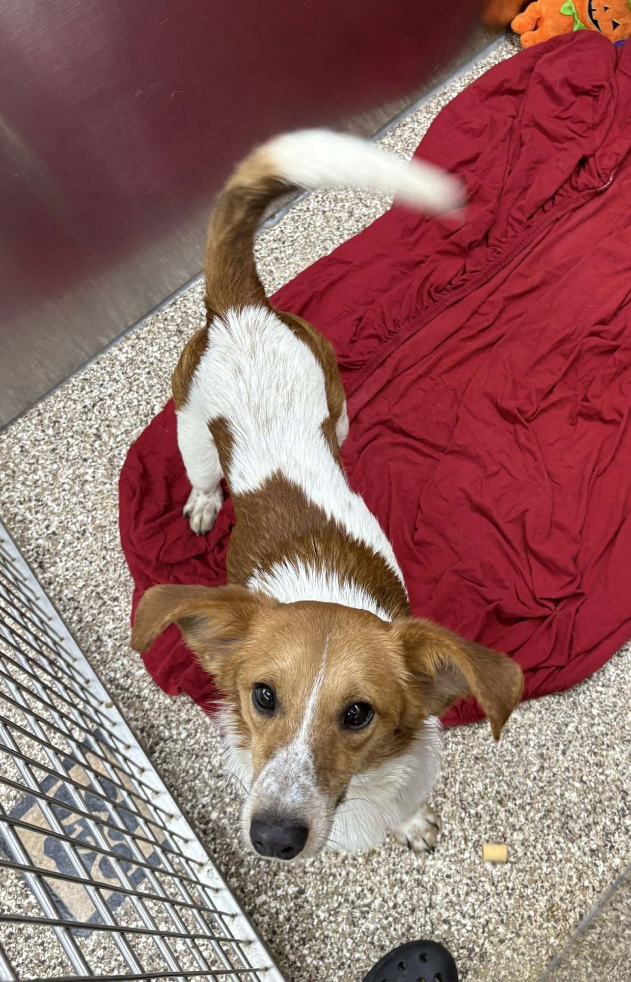 JUDE - Shetland Sheepdog Sheltie available for adoption