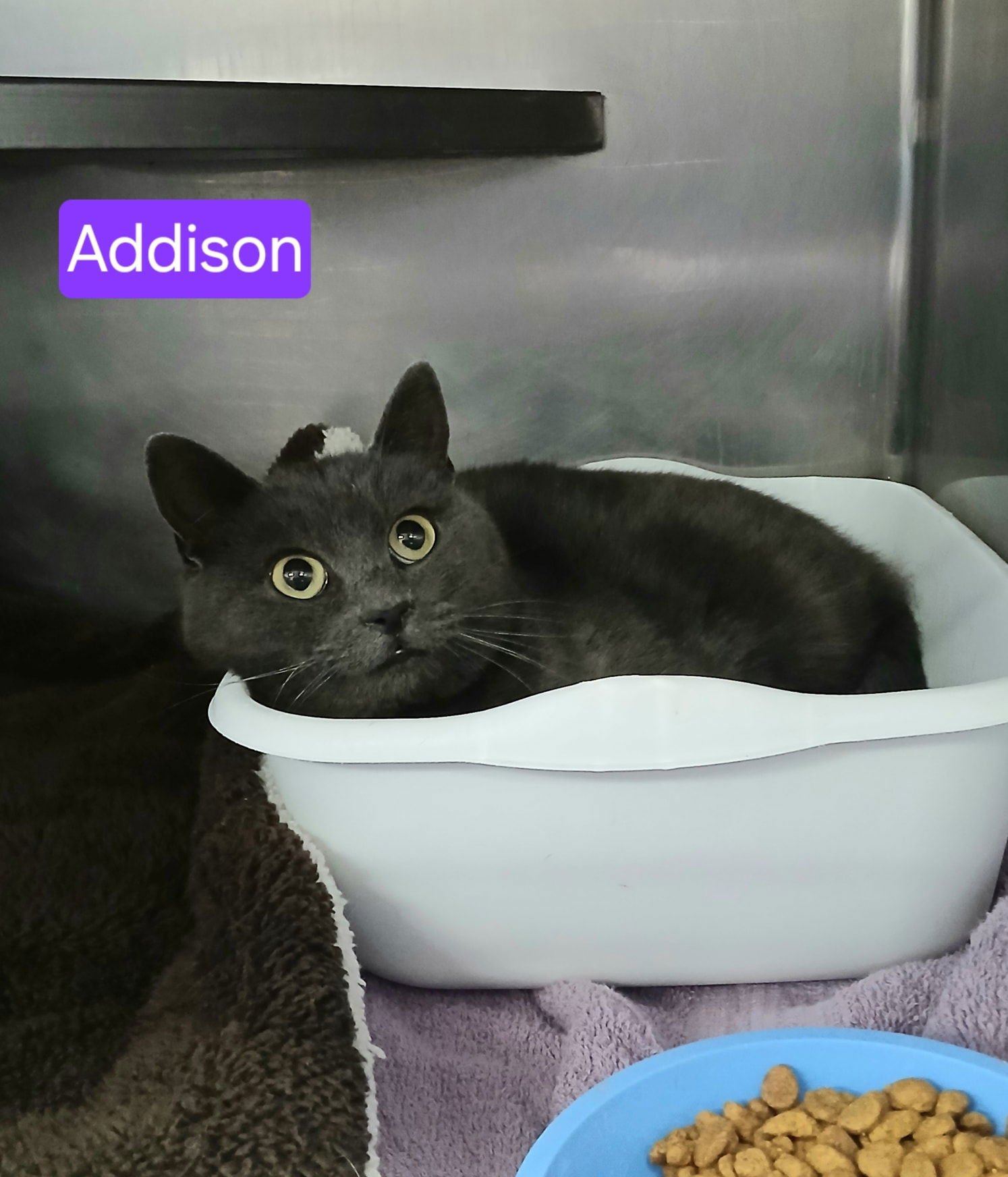 ADDISON - Domestic Short Hair available for adoption