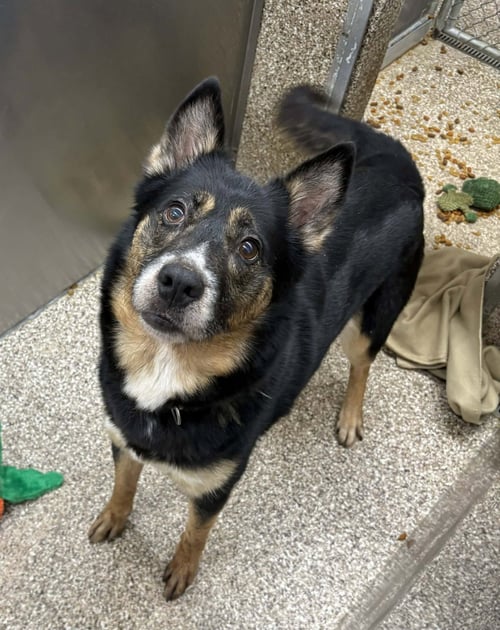 TALA - German Shepherd Dog available for adoption