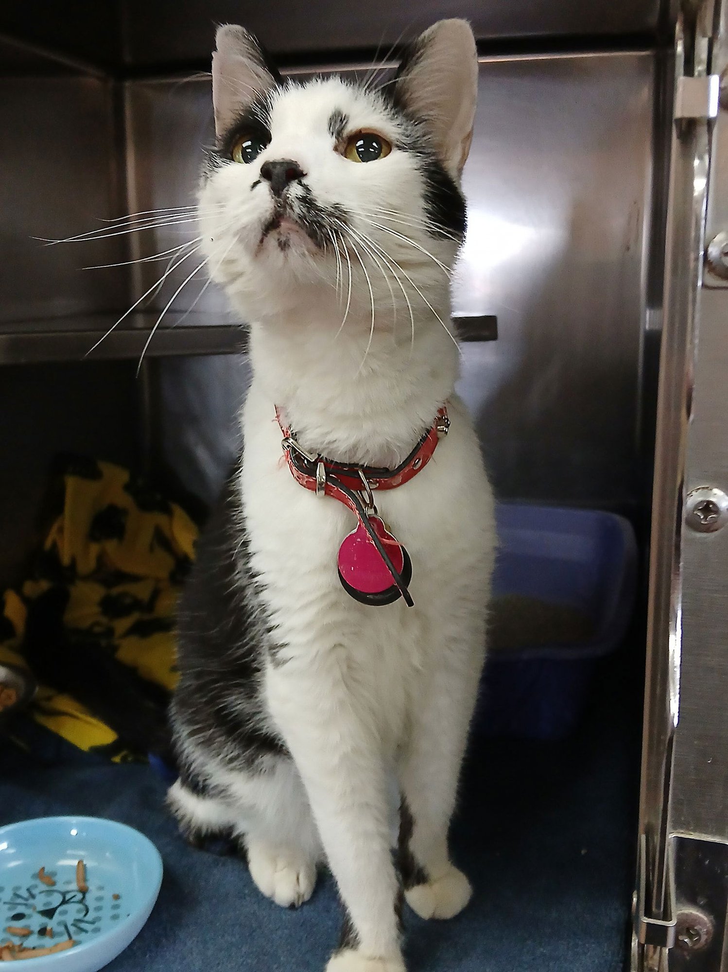 JASPER - Domestic Short Hair available for adoption