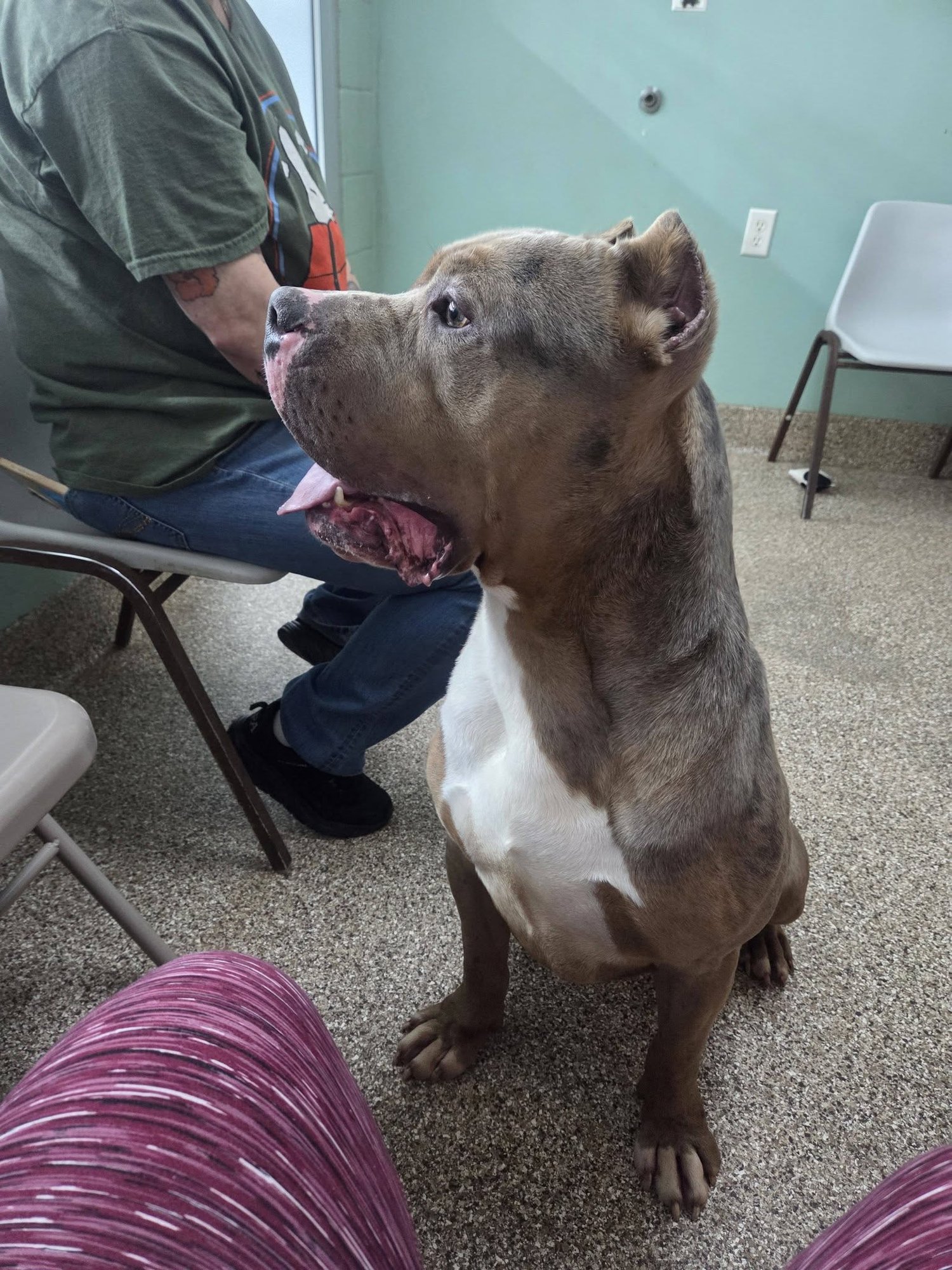 CAMO - Pit Bull Terrier available for adoption