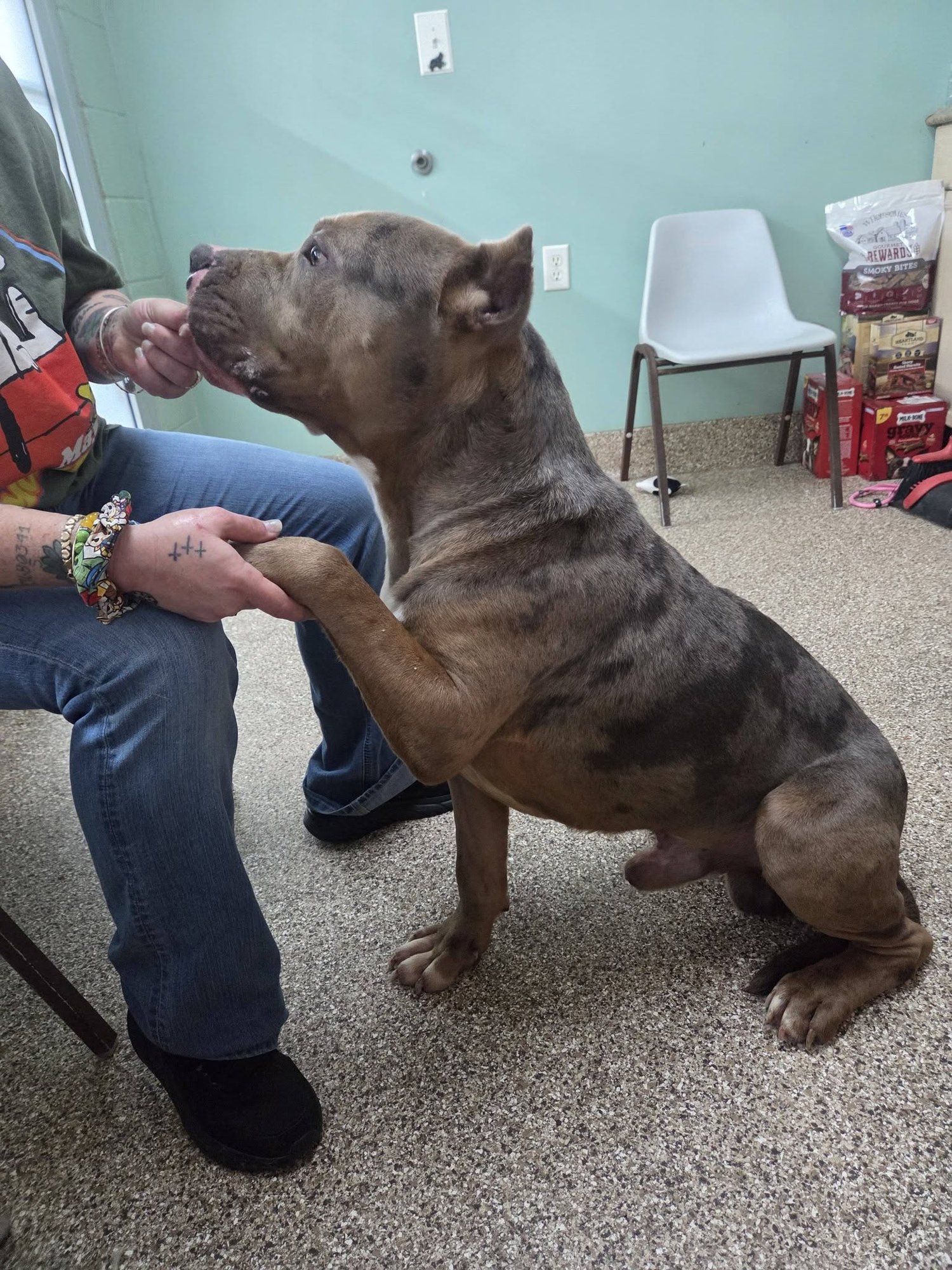 CAMO - Pit Bull Terrier available for adoption