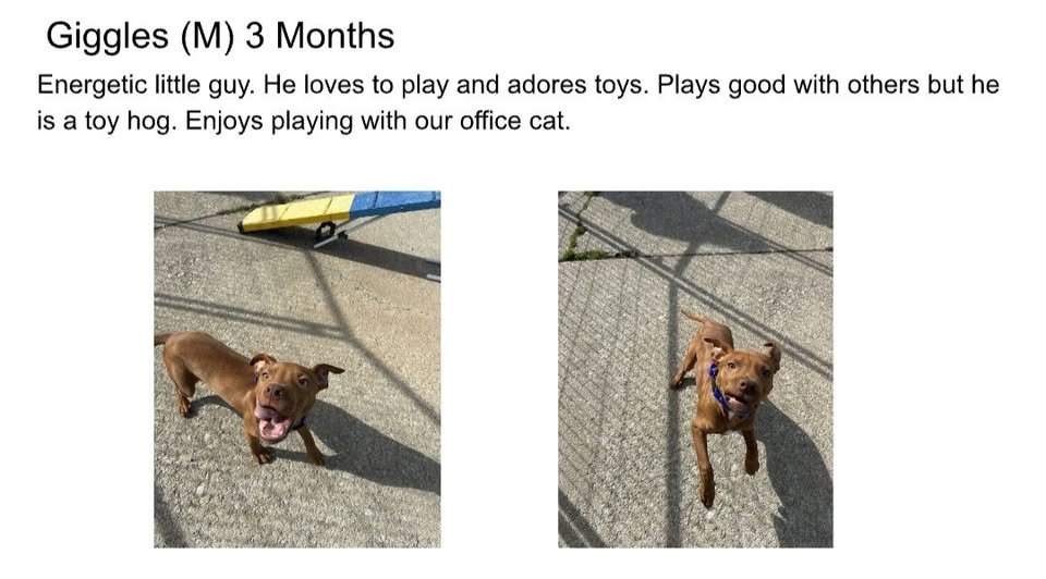 GIGGLES - Pit Bull Terrier available for adoption