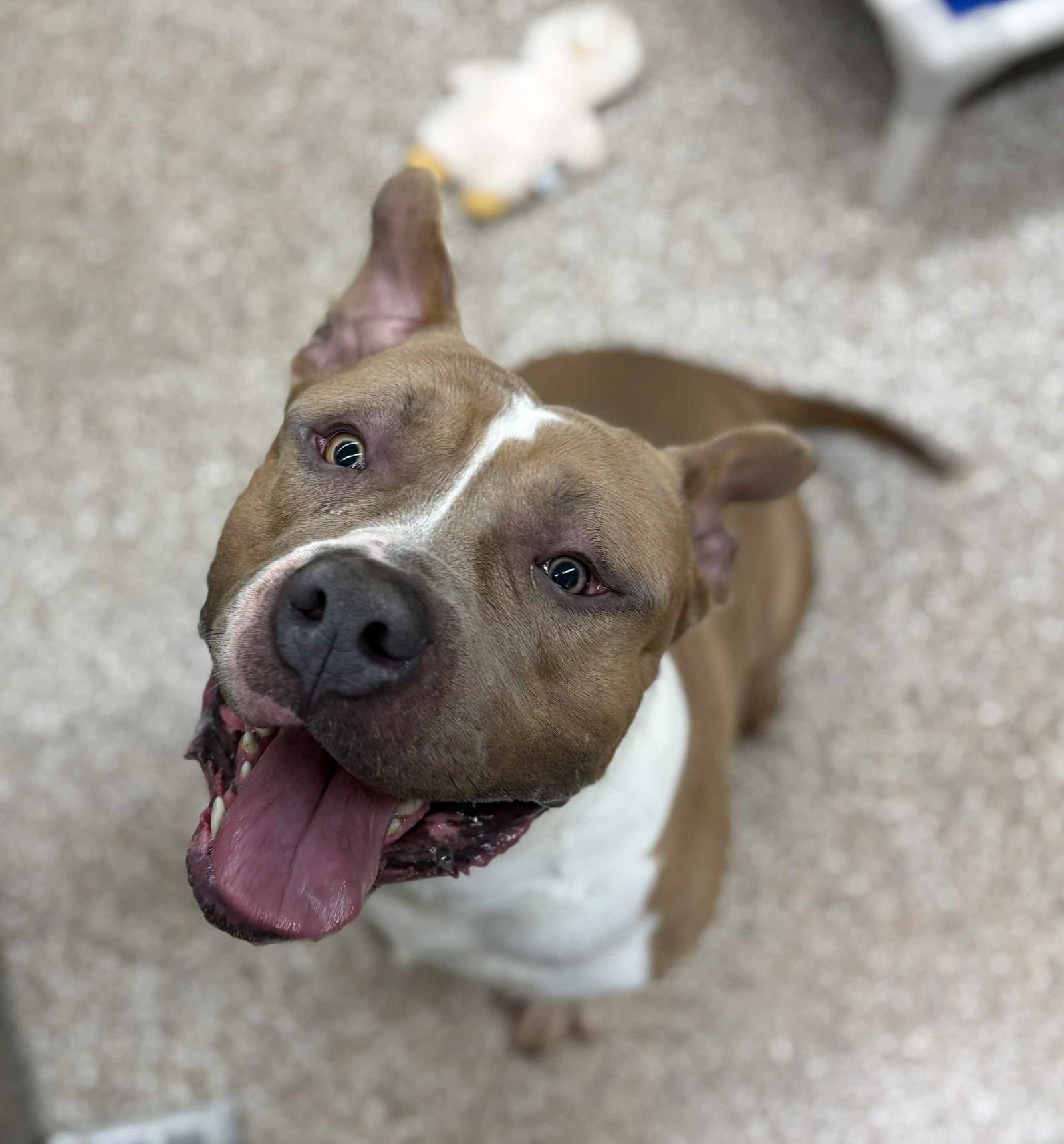 DUDE - Pit Bull Terrier available for adoption