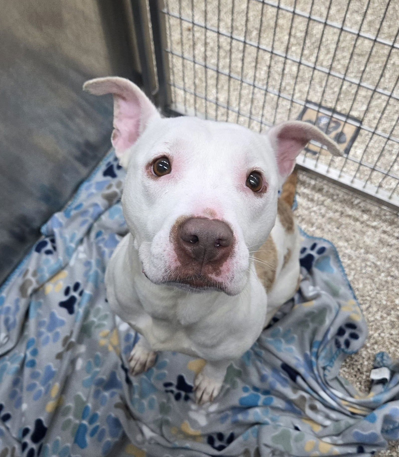 ROBIN - Pit Bull Terrier available for adoption