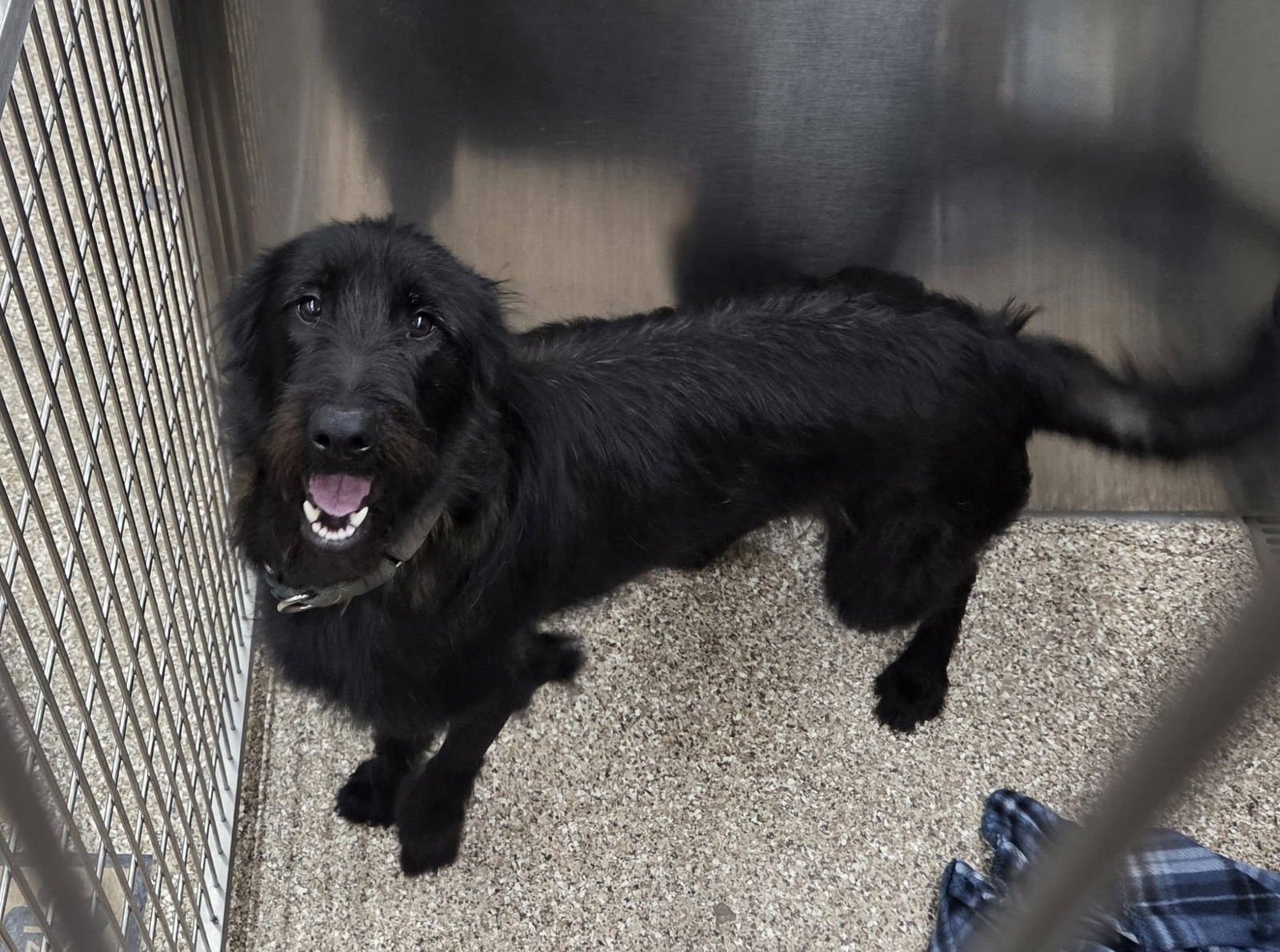 BELLA - Schnauzer / Black Labrador Retriever available for adoption