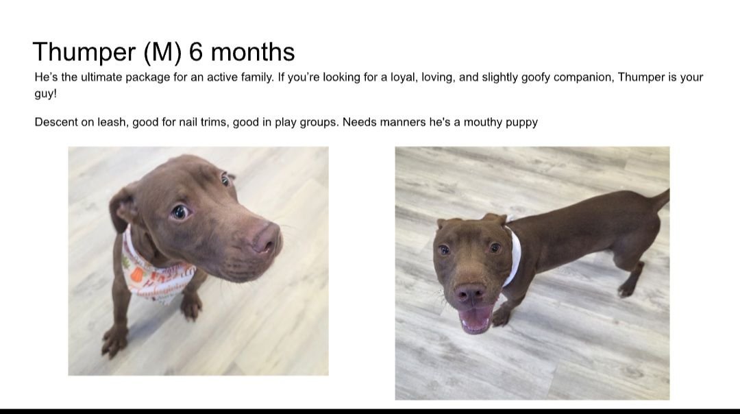 THUMPER - Pit Bull Terrier available for adoption