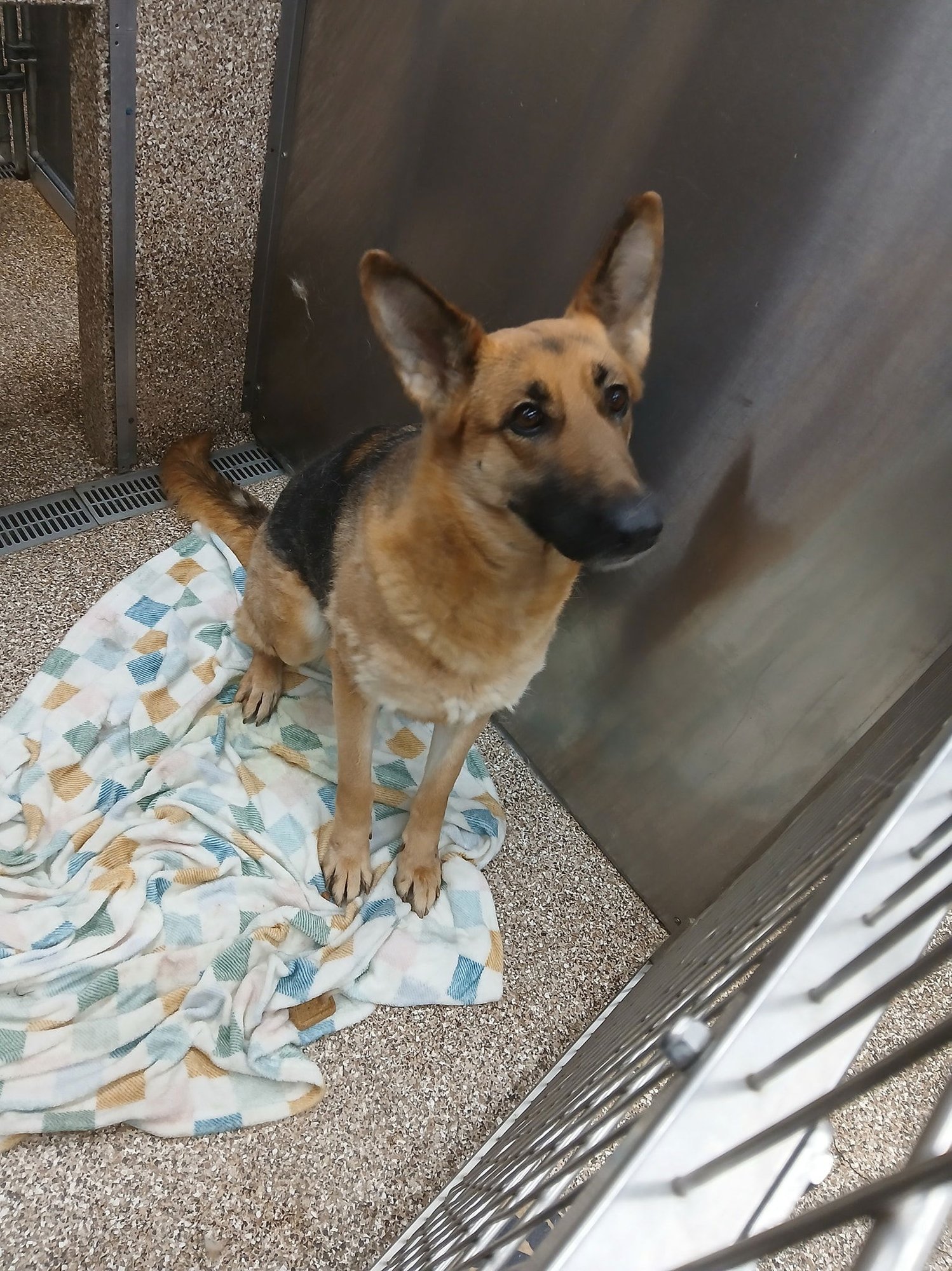 BLOOM - German Shepherd Dog available for adoption