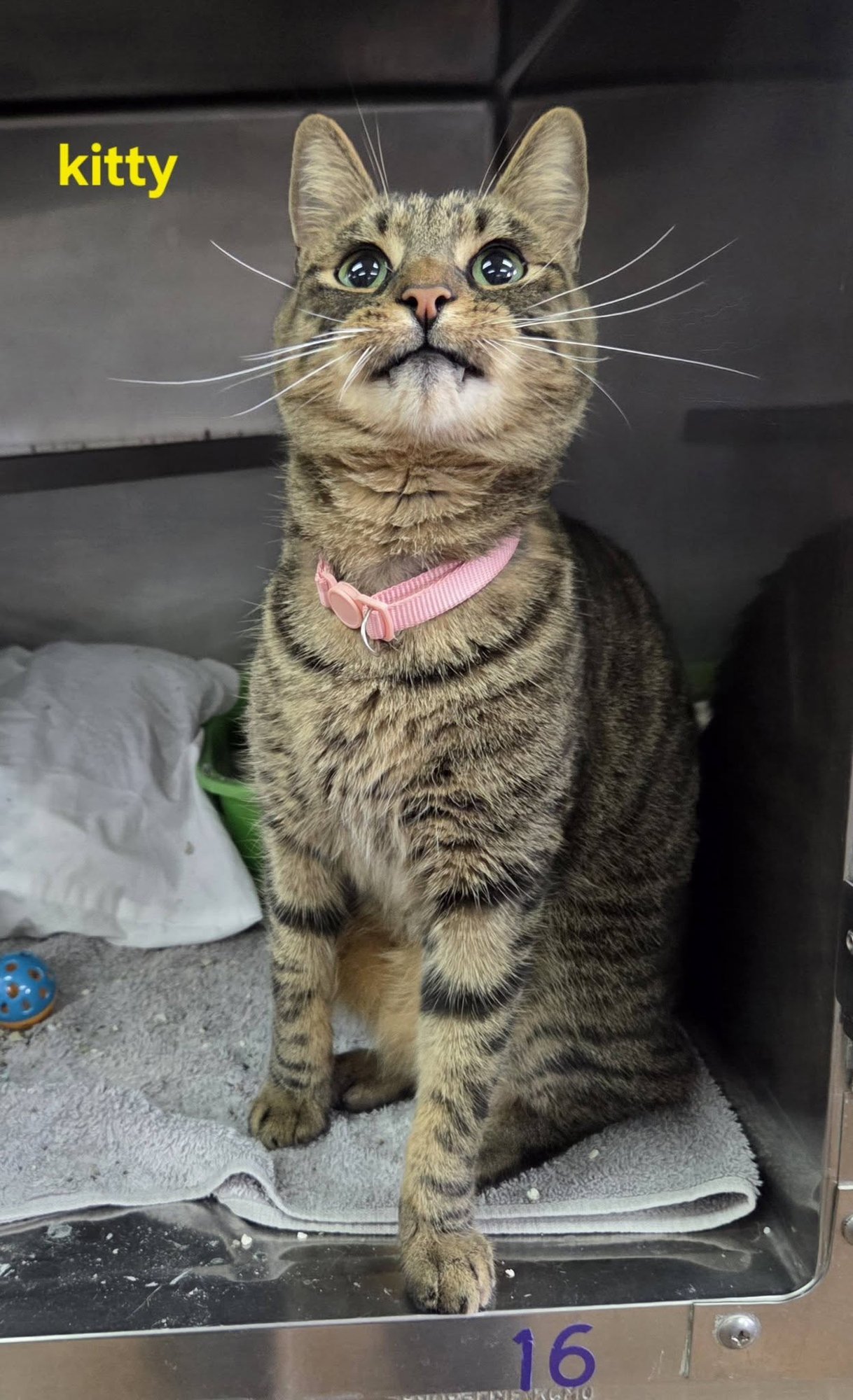 KITTY - Tabby available for adoption