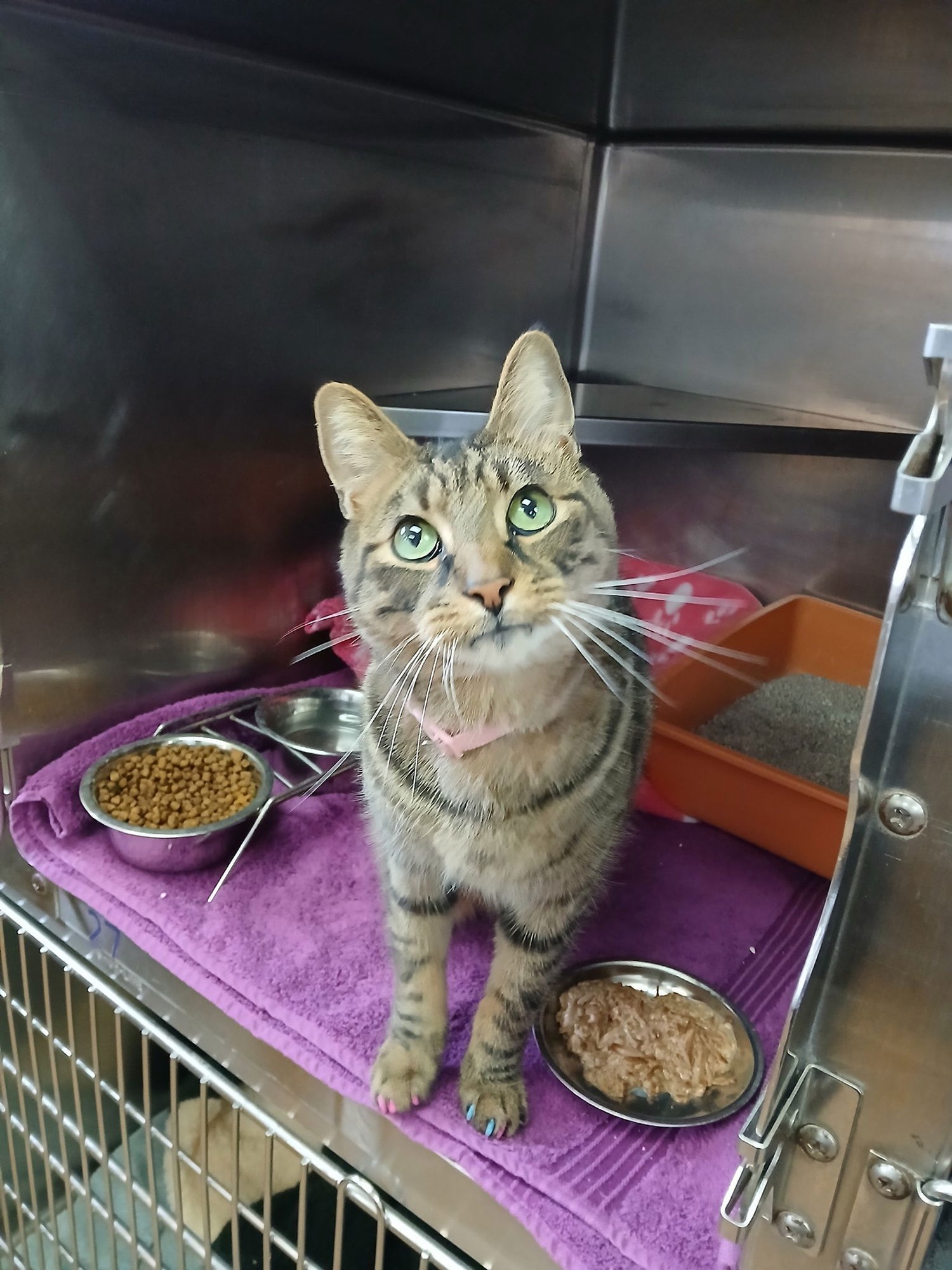 KITTY - Tabby available for adoption