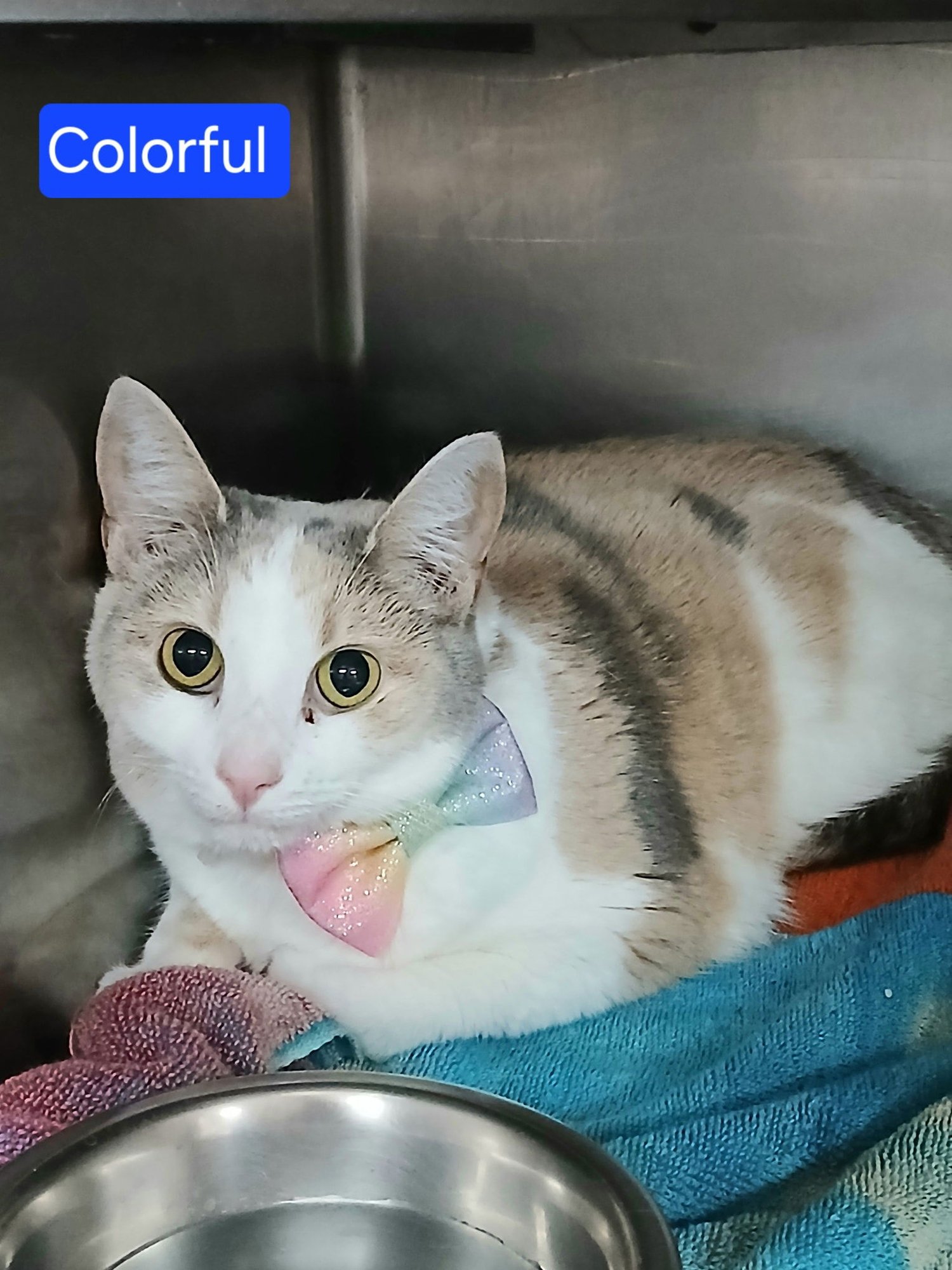 COLORFUL - Dilute Calico available for adoption