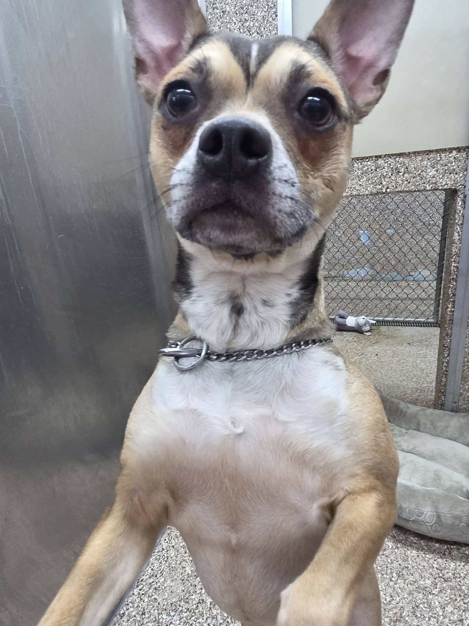 ELLIE MAE - Chihuahua / Pit Bull Terrier available for adoption