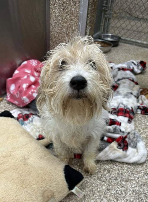 LITTLE LADY - Cairn Terrier available for adoption