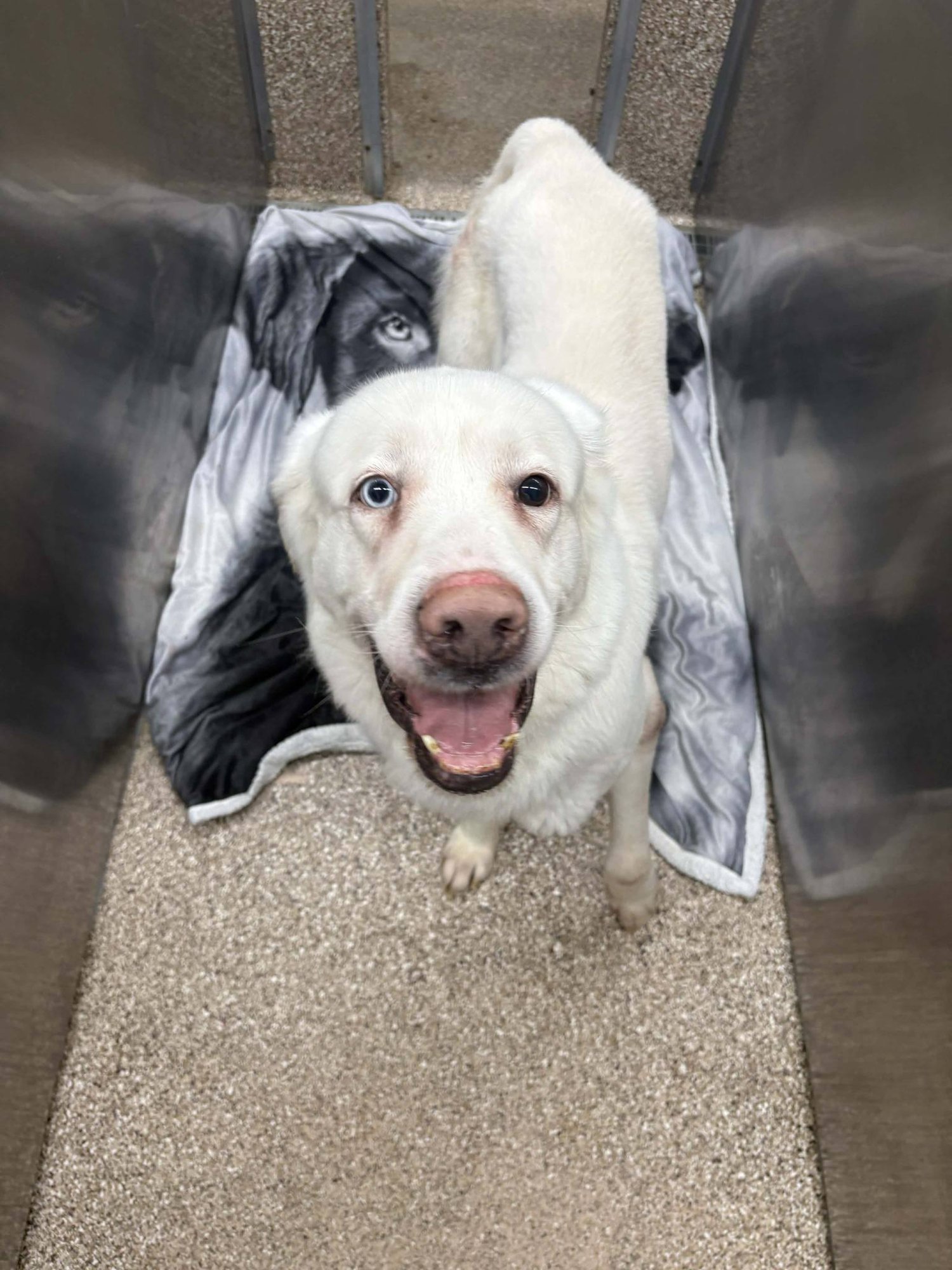 ANGEL - Great Pyrenees / Husky available for adoption