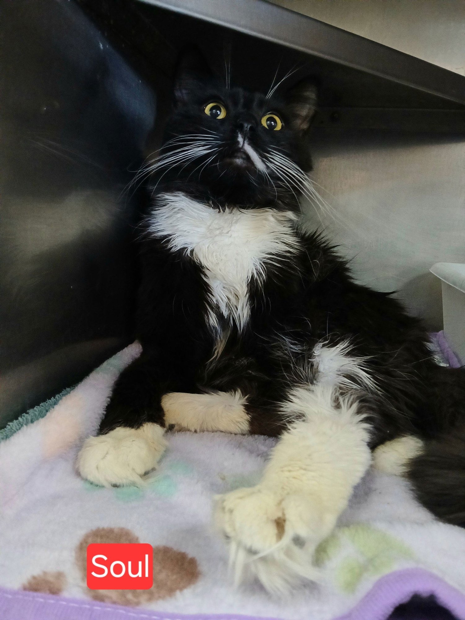 SOUL - Domestic Long Hair / Tuxedo available for adoption