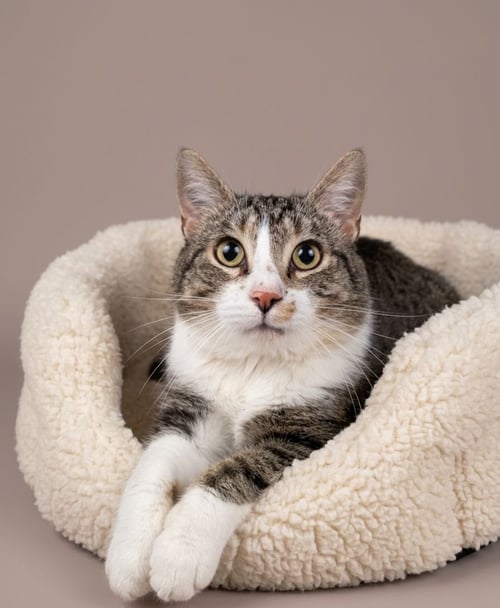 CARSON - Tabby available for adoption