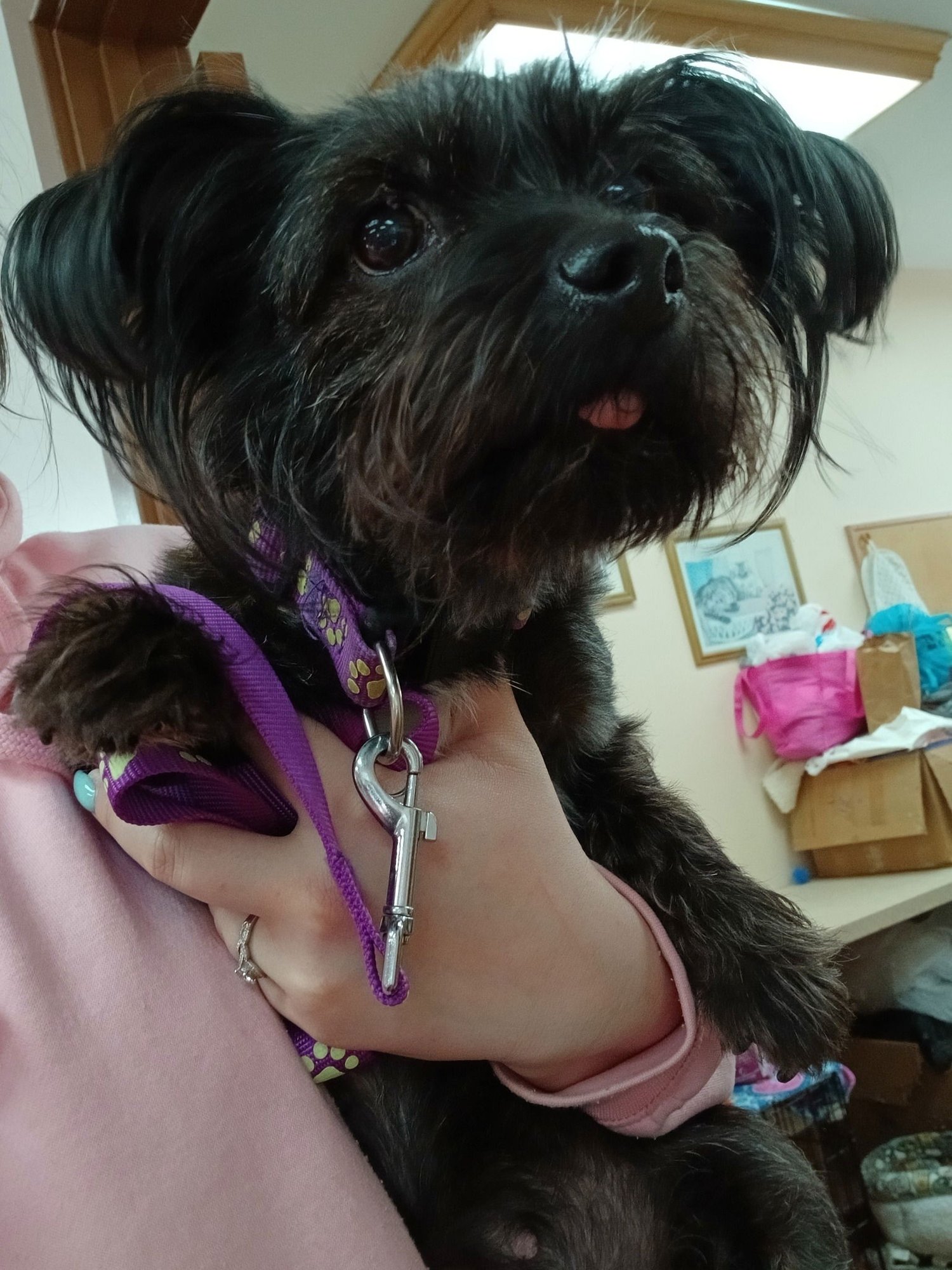 MOCHA - Yorkshire Terrier Yorkie available for adoption