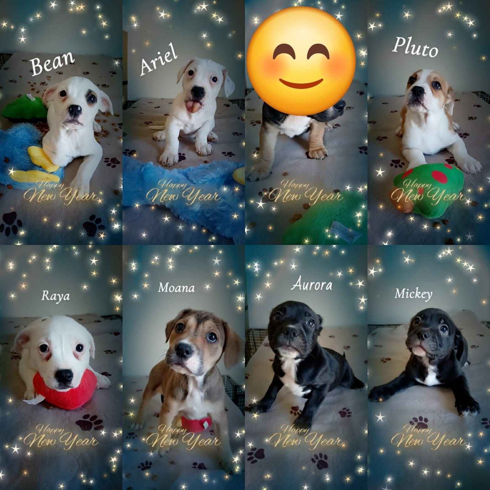 MICKEY - Beagle / Pit Bull Terrier available for adoption