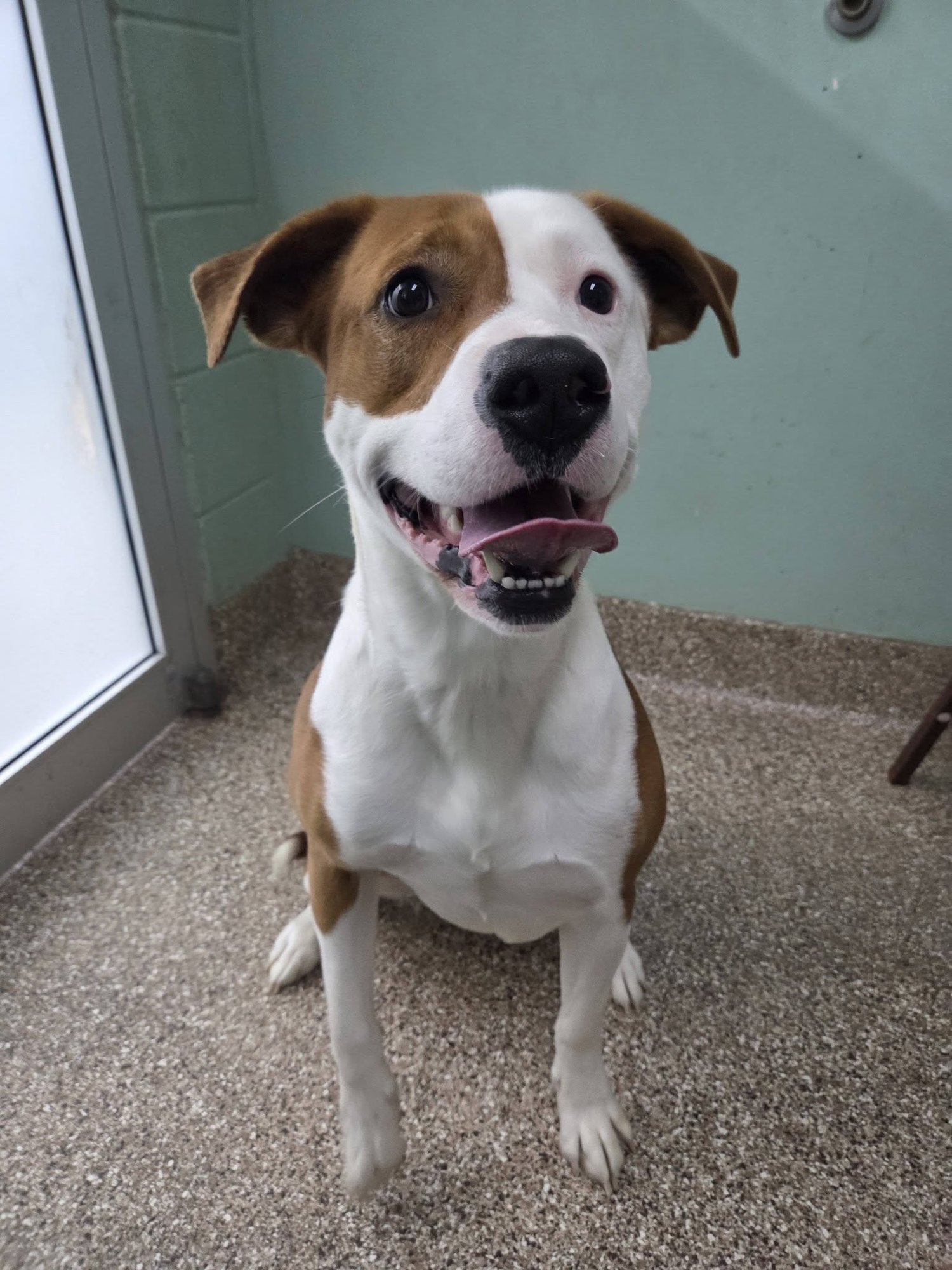 ROSCOE - Pit Bull Terrier available for adoption