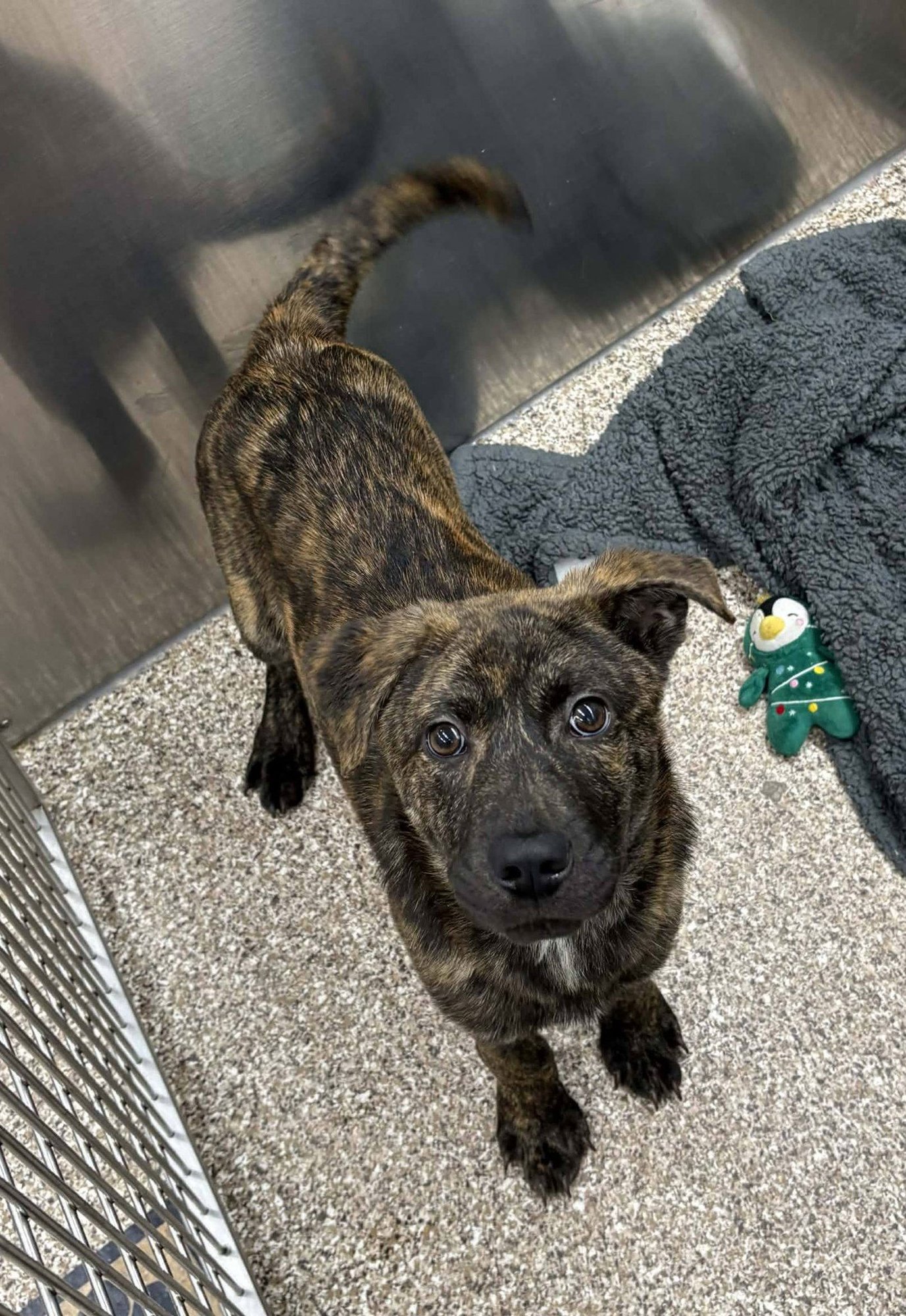 DRAX - Pit Bull Terrier available for adoption