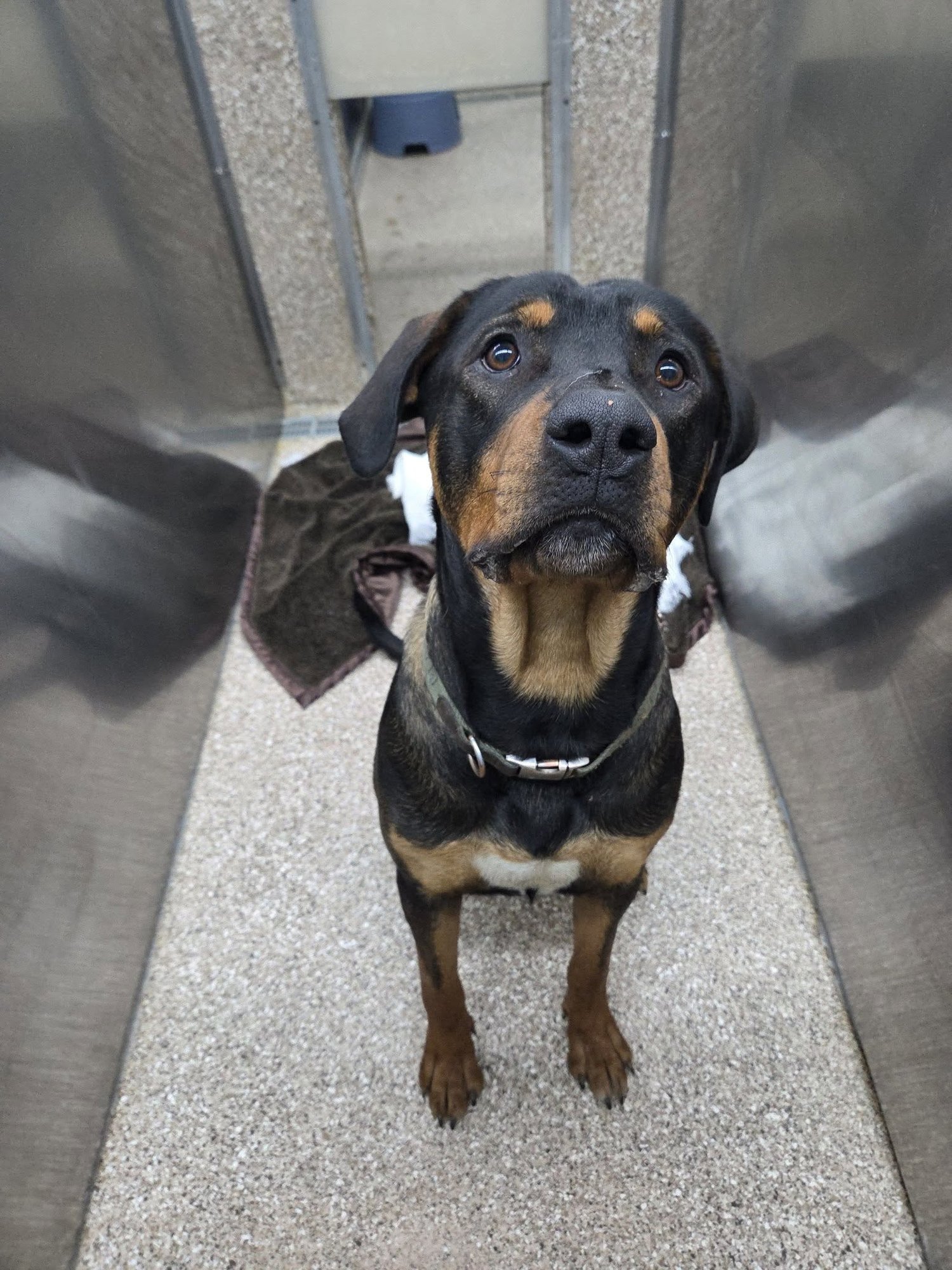 RAMBO - Rottweiler / Hound available for adoption