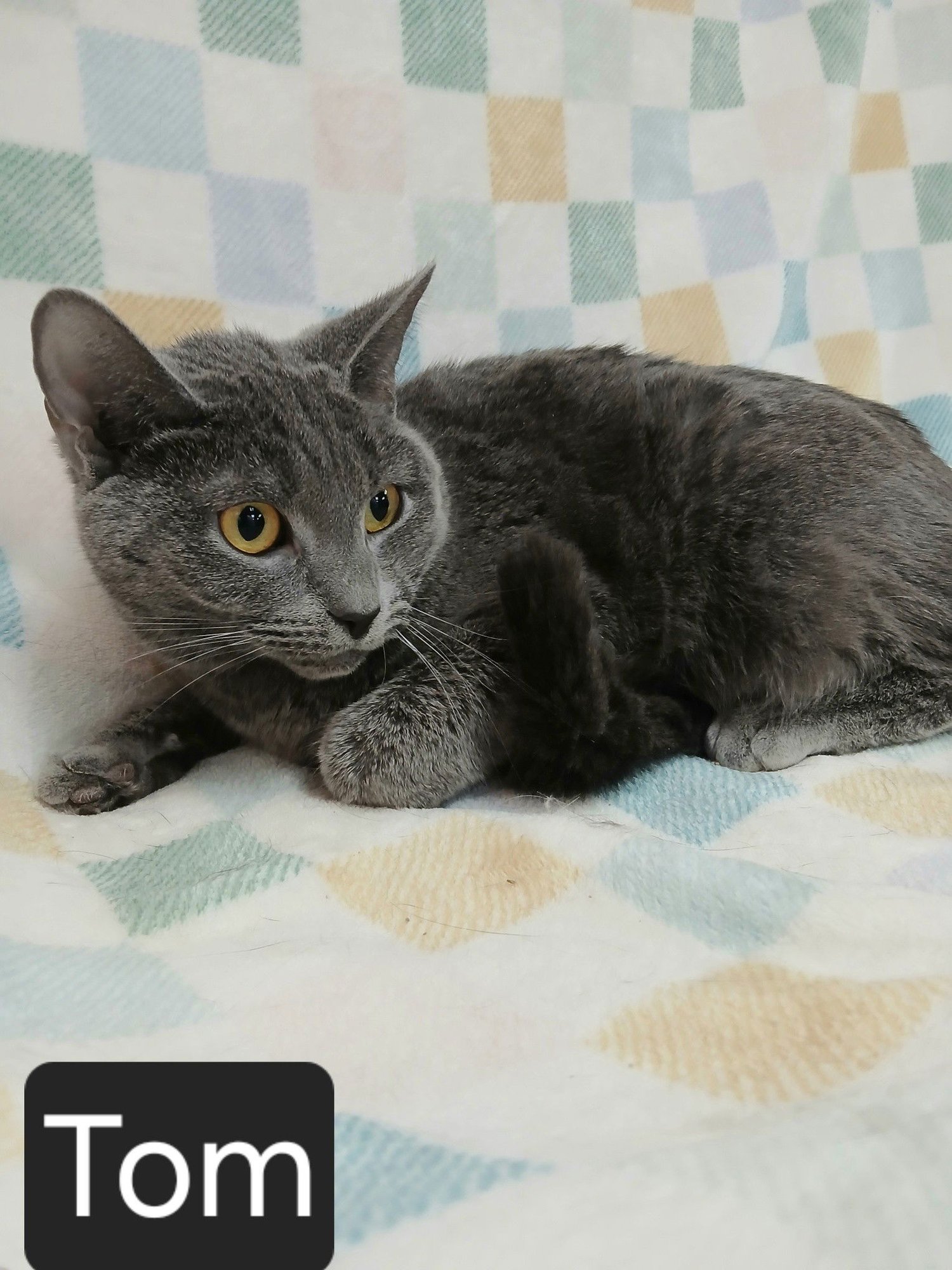 TOM - Russian Blue available for adoption