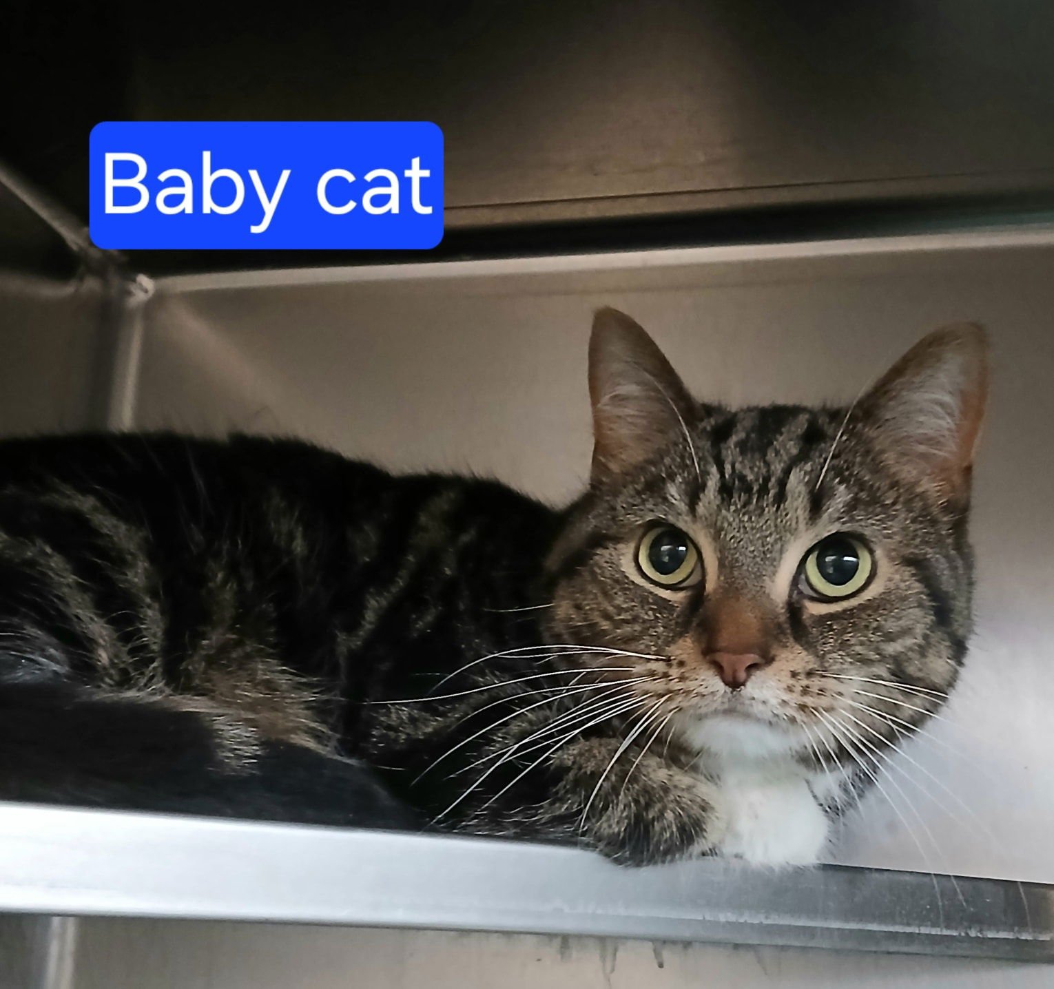 BABY CAT - Tabby available for adoption