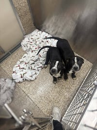 Heeler/Black Lab Pups - Photo 1