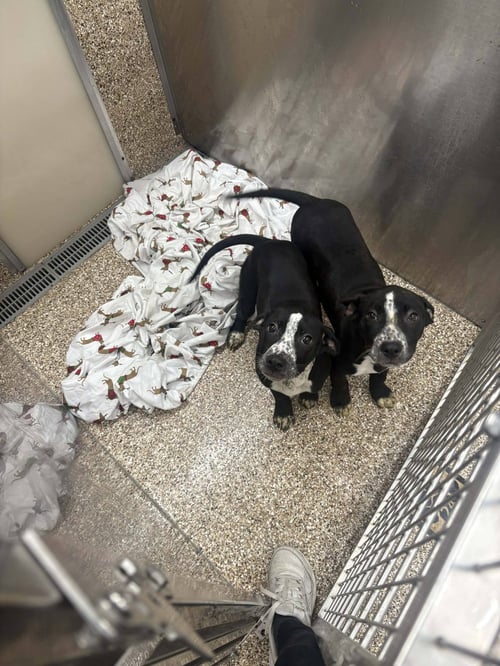 HEELER/BLACK LAB PUPS - Australian Cattle Dog/Blue Heeler / Black Labrador Retriever available for adoption