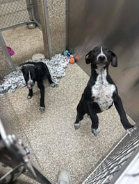 Heeler/Black Lab Pups - Photo 2