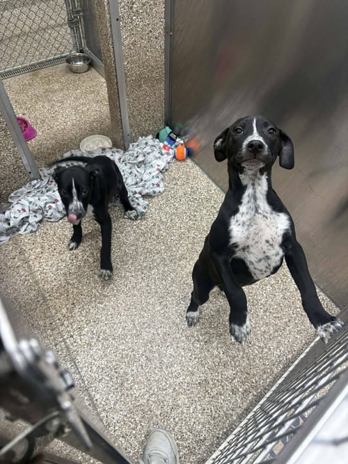 HEELER/BLACK LAB PUPS - Australian Cattle Dog/Blue Heeler / Black Labrador Retriever available for adoption