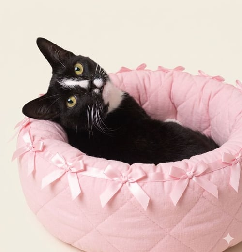 MITTENS - Domestic Short Hair available for adoption