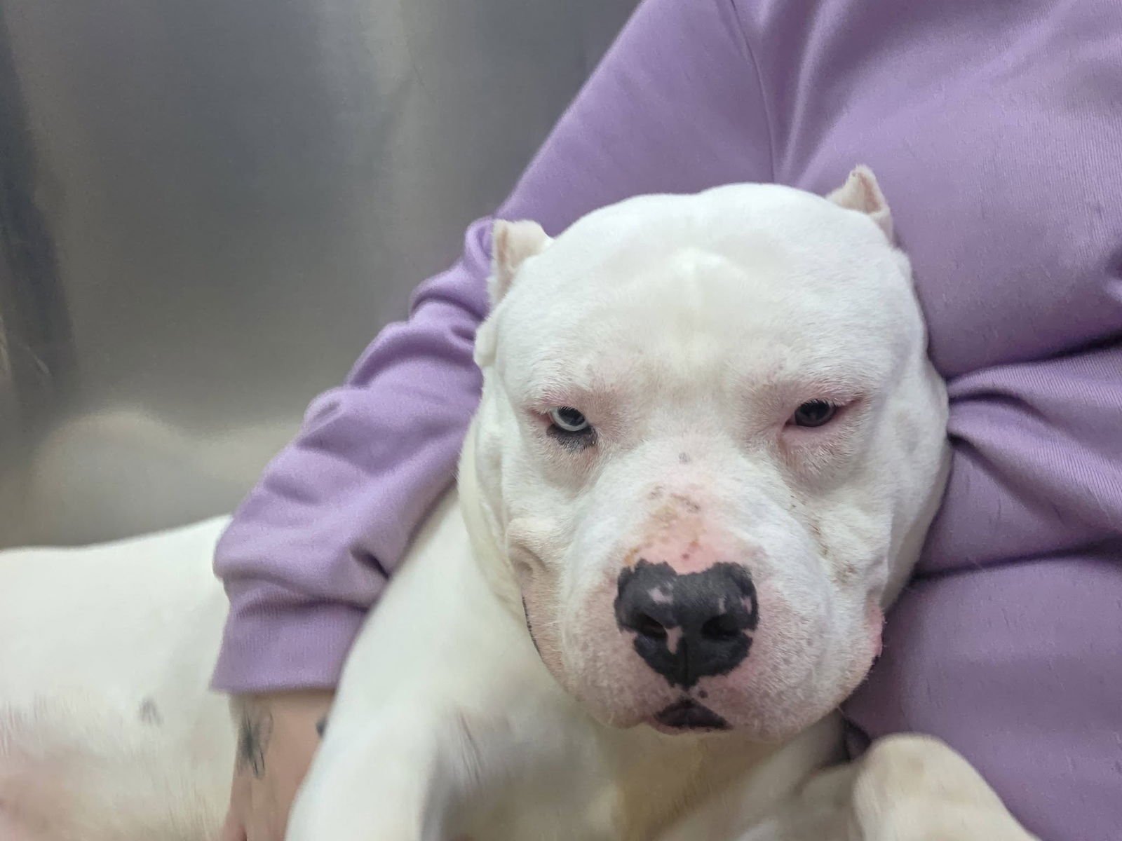 BRONX - Pit Bull Terrier available for adoption